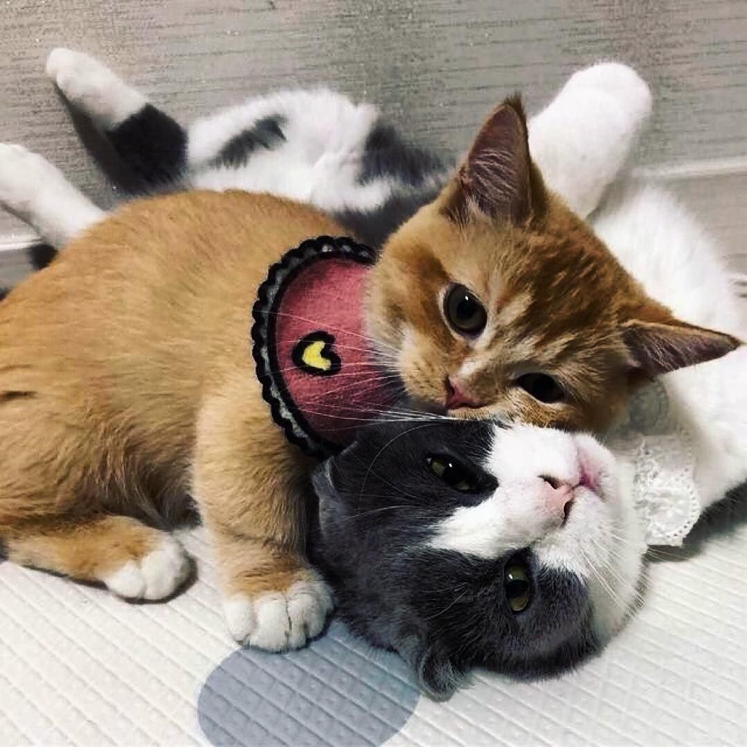Милые любовные картинки с котиками