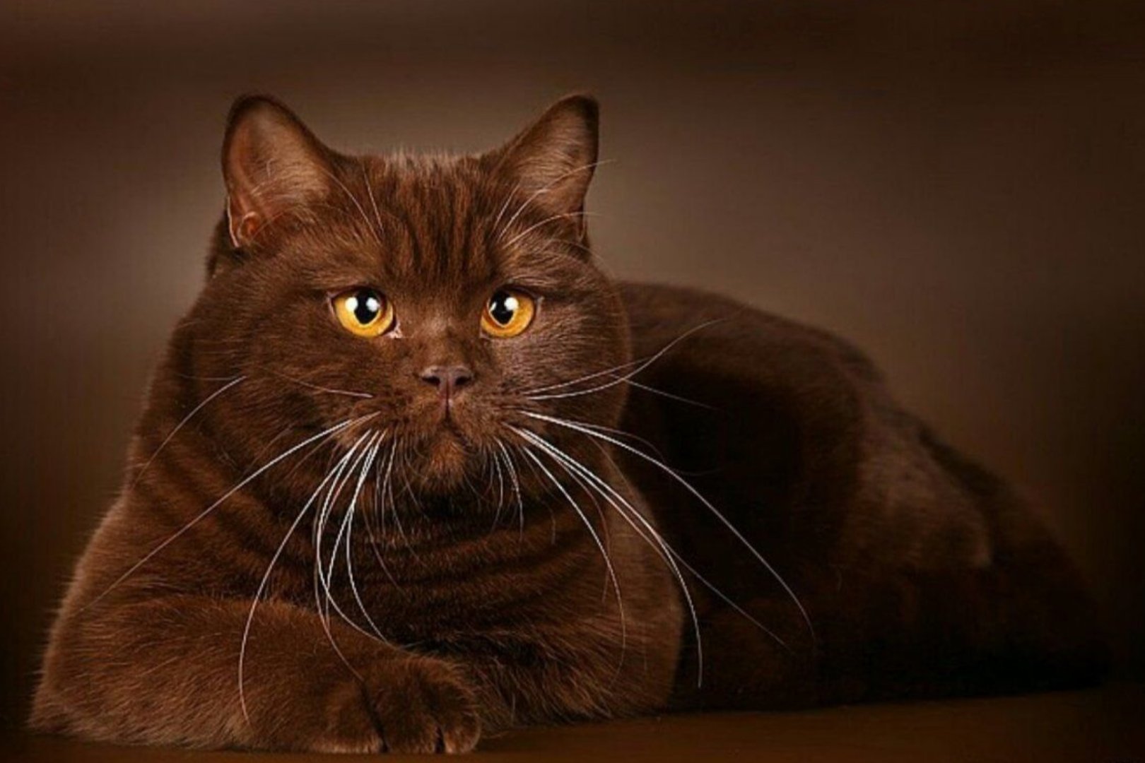 Кошки коричневого цвета