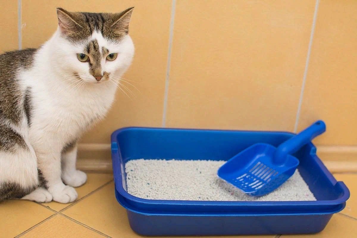 Кошка гадит везде. Наполнитель для лотка Cat Litter. Туалет для кошек Cat Litter. Лоток с наполнителем для кошки. Кошачий лоток для наполнителя с решеткой.