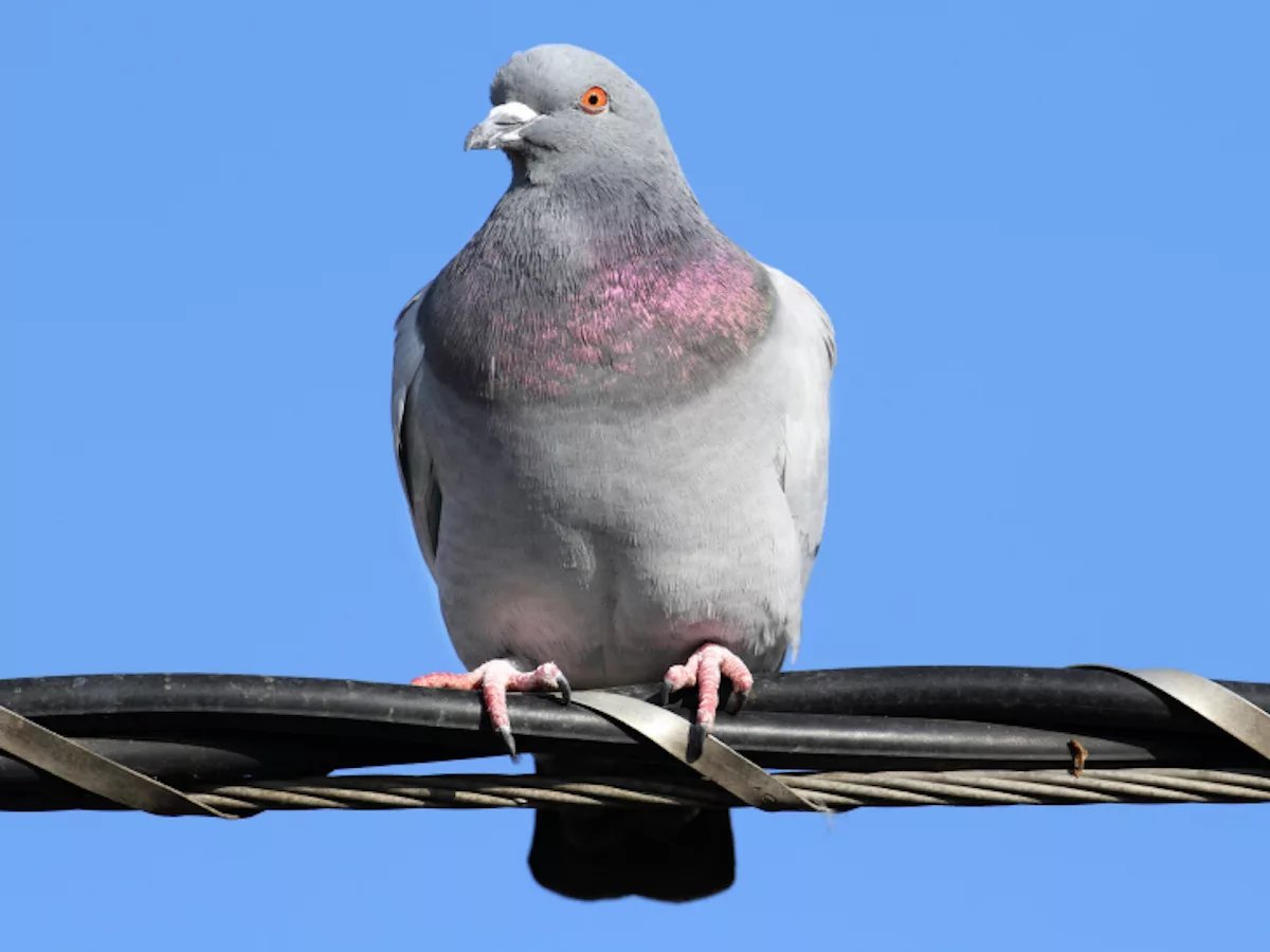 Dove голубь