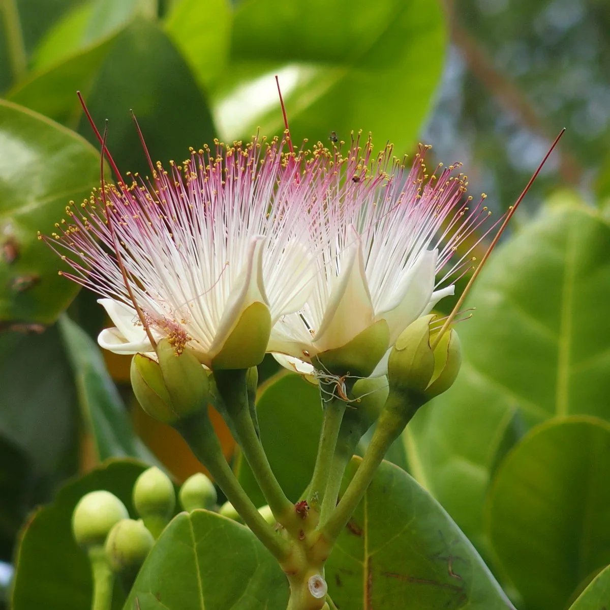 Баррингтония азиатская (Sea Poison Tree)