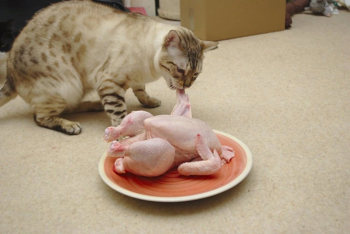 Можно кормить кота сырым мясом. Коты едят.