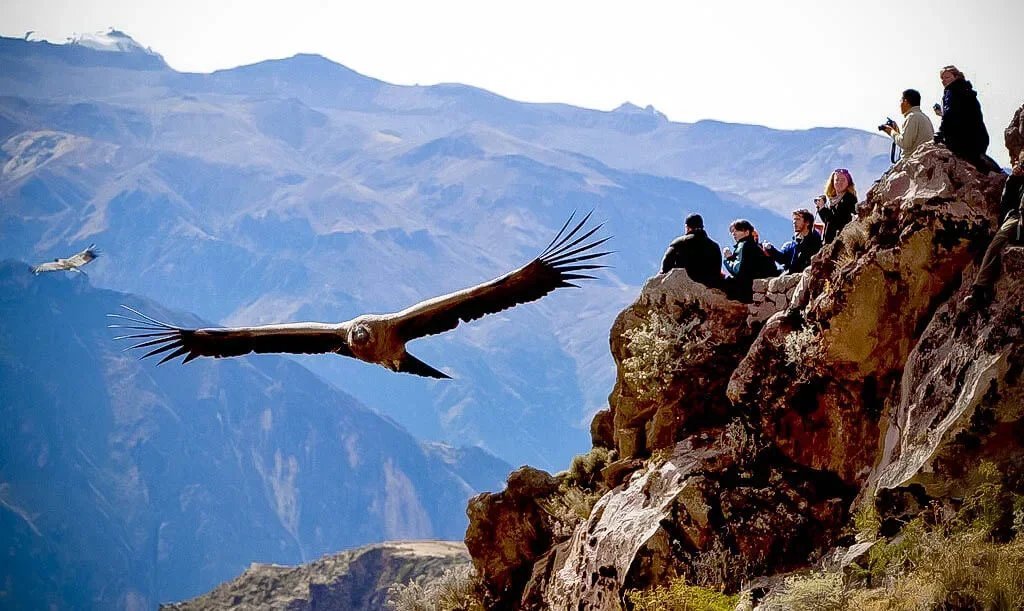 боливия кондоры. кондор в андах. андский кондор фото. кондор андский беркут. перу-андский кондор.