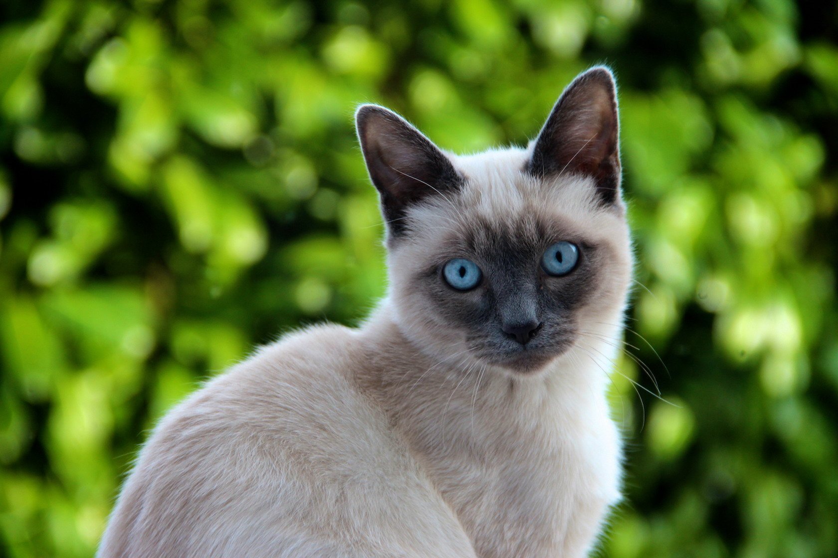 Siamese cat. Сиамская кошка чистокровная. Сиамская кошка Ксюша. Сиамская кошка белая. Сиамская голубая кошка.