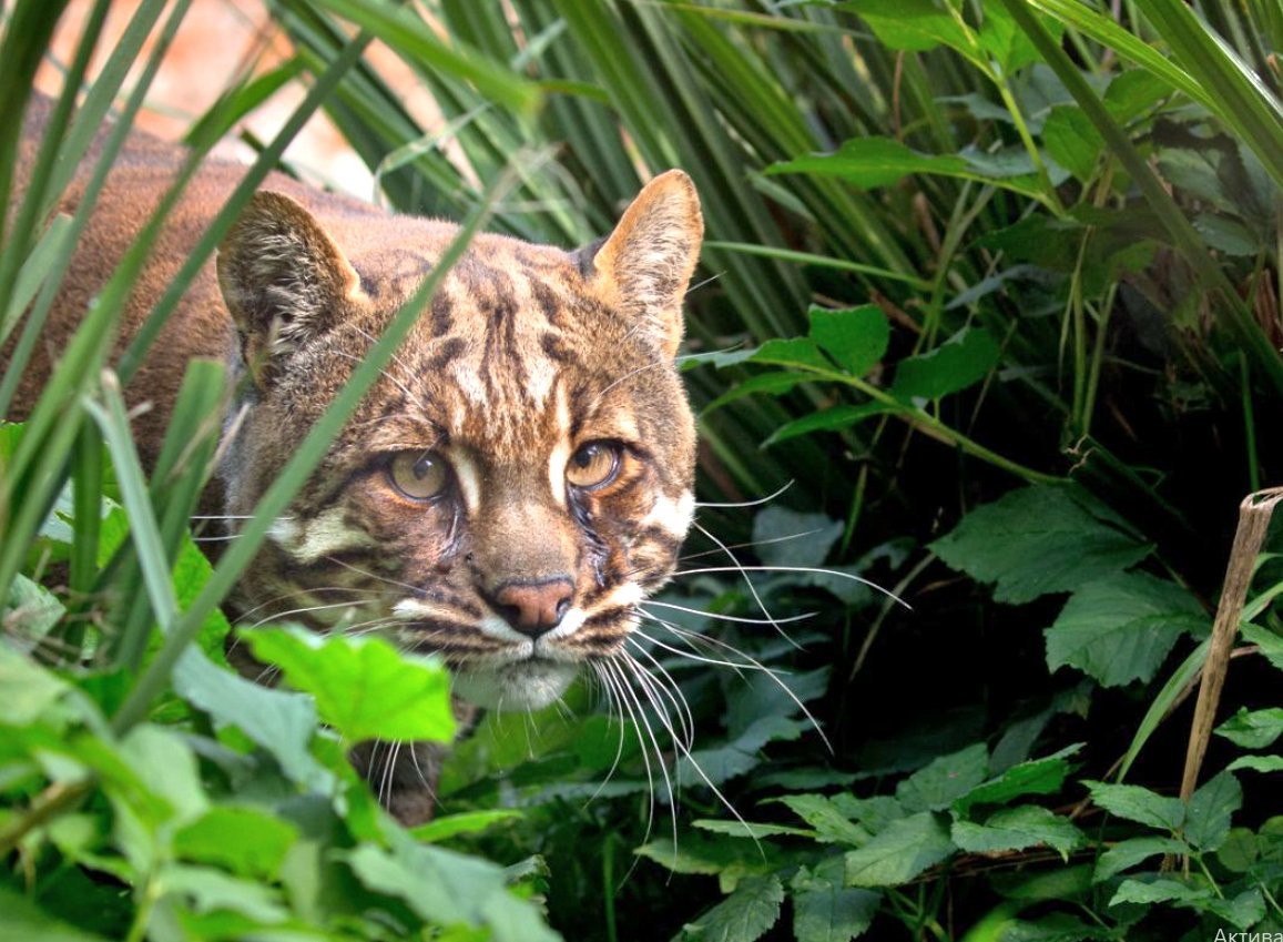 Кошка Темминка (Catopuma temminckii)