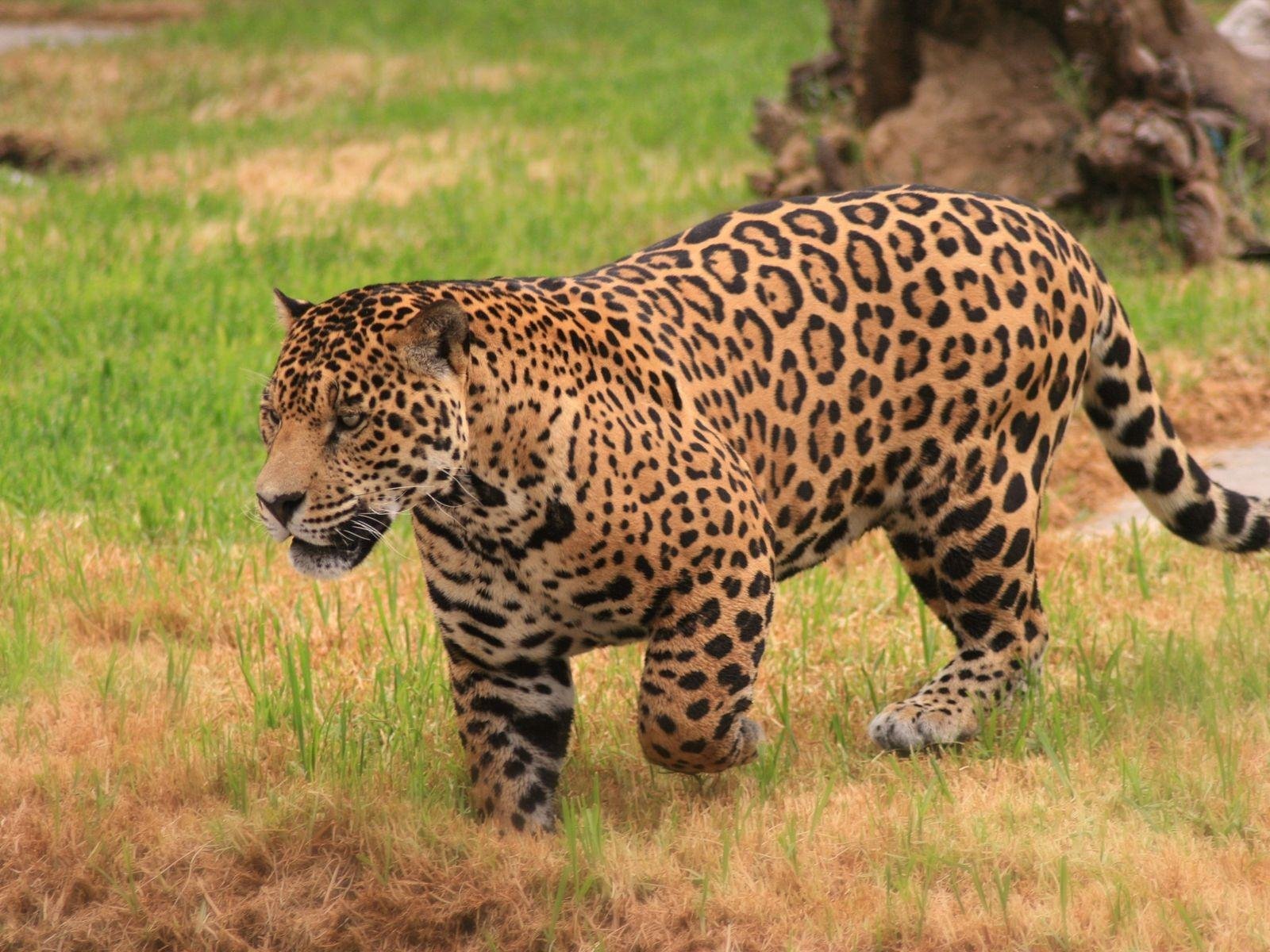 Panthera onca onca амазонский Ягуар