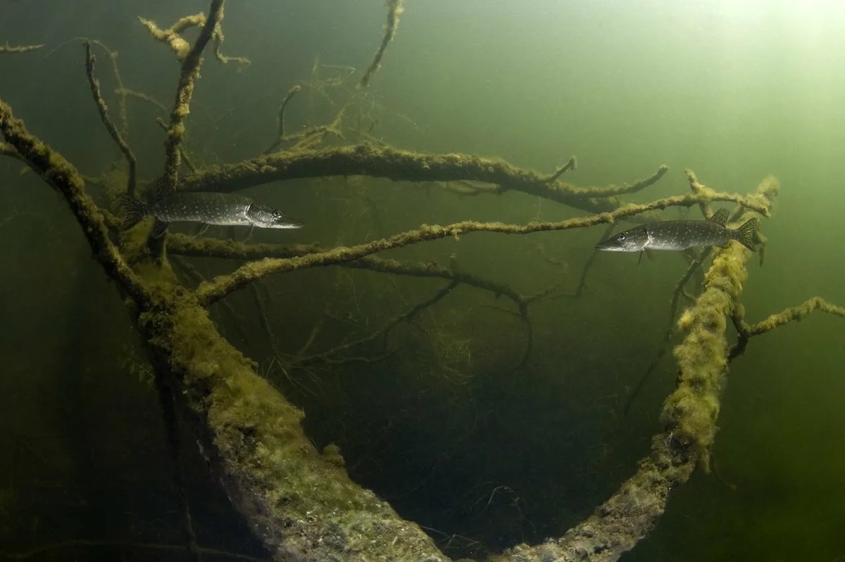 Коряга под водой