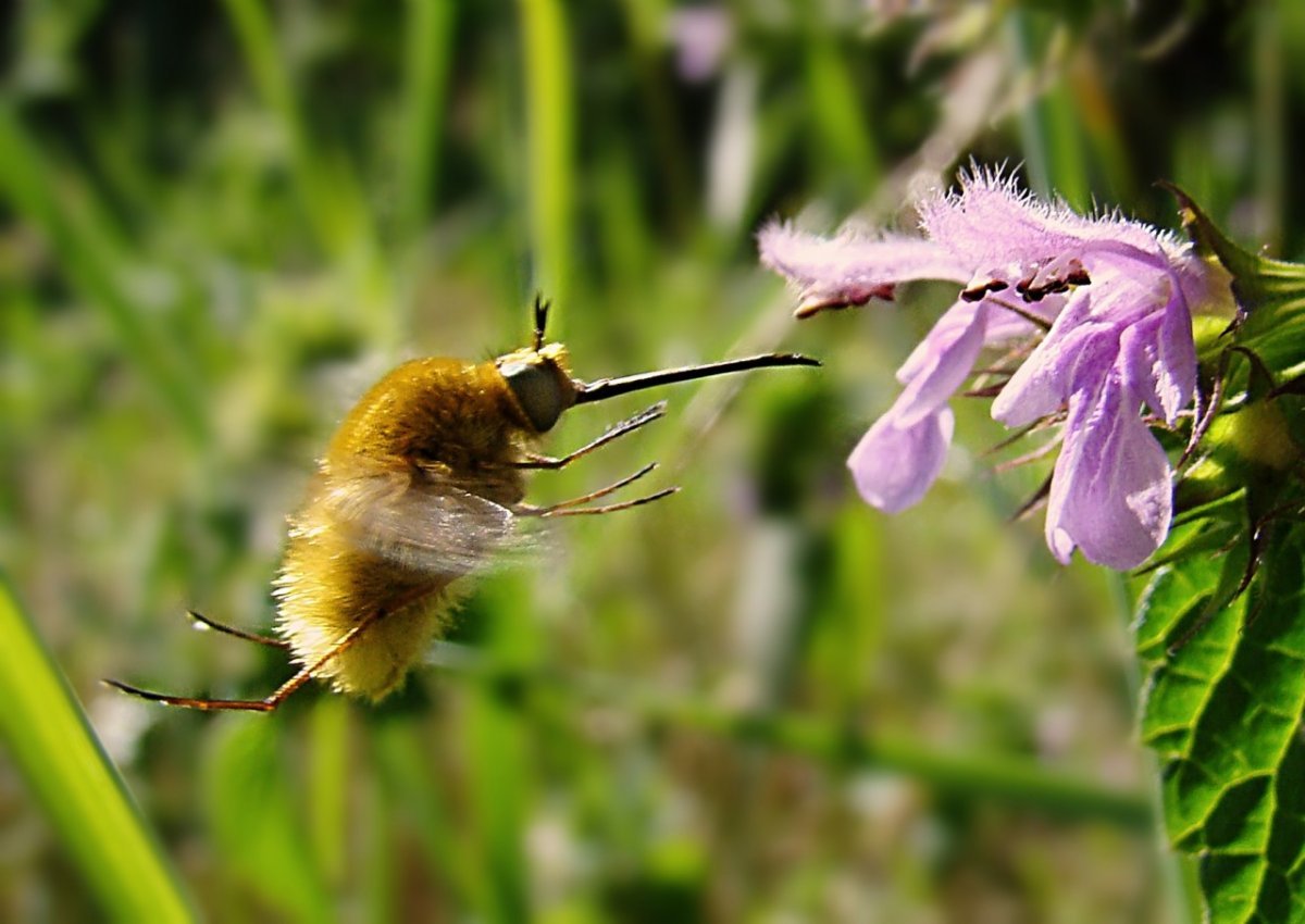 Жужжало Малое (Bombylius Minor)