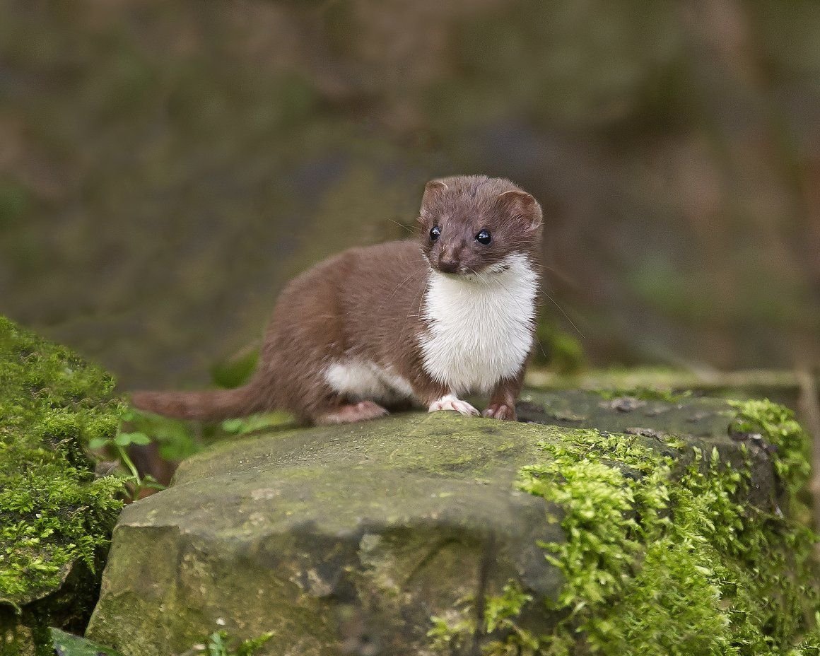 Ласка куница горностай хорек. Как называется ласка. Как называется ласка. Выдра речная детеныш. Семейство куньих горностай.