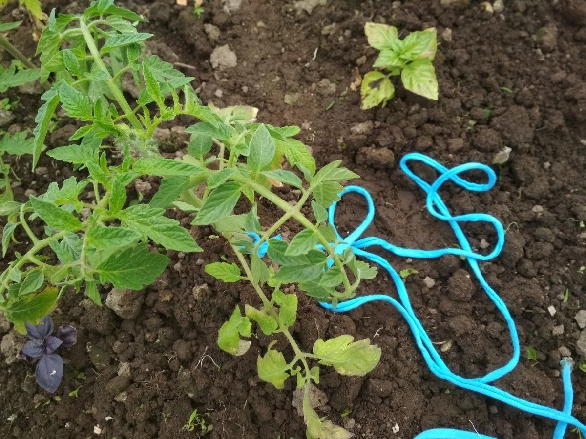 Подвязка томатов свободной петлей Юлия Миняева