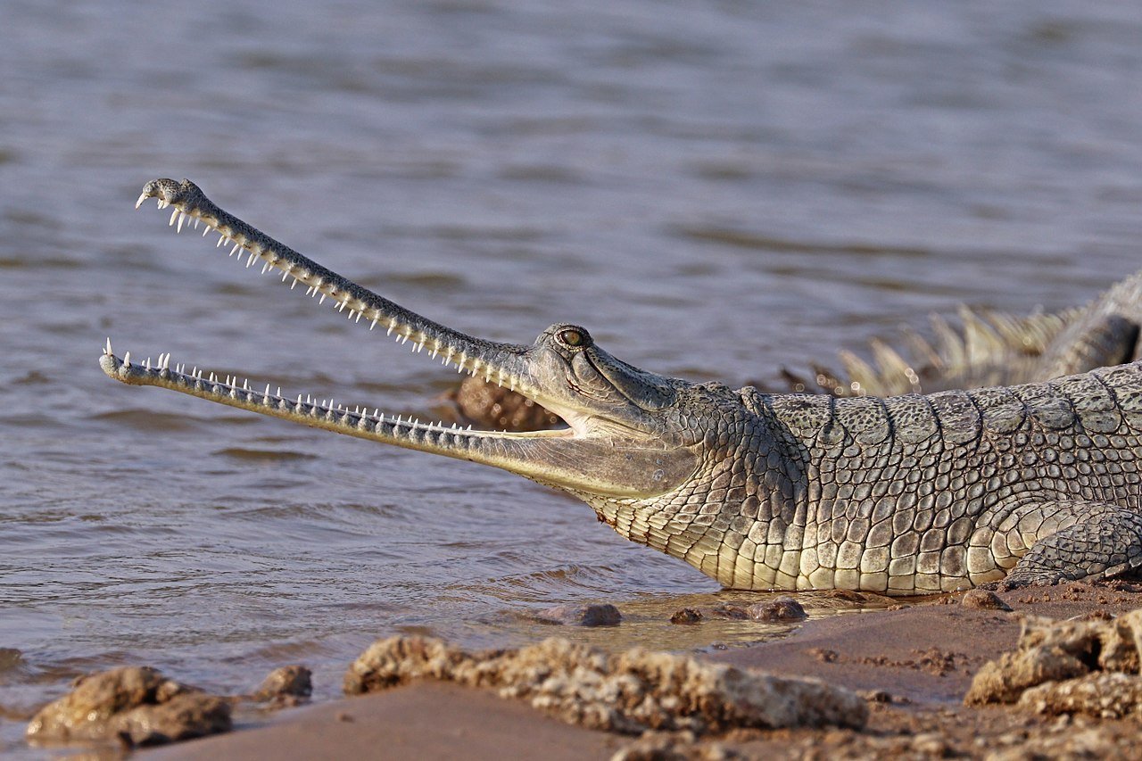 Gharial крокодил