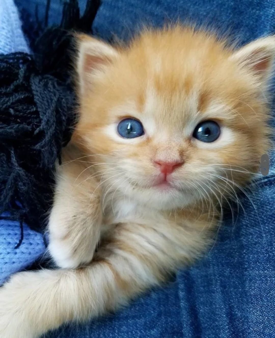Рыжие котята фото красивые