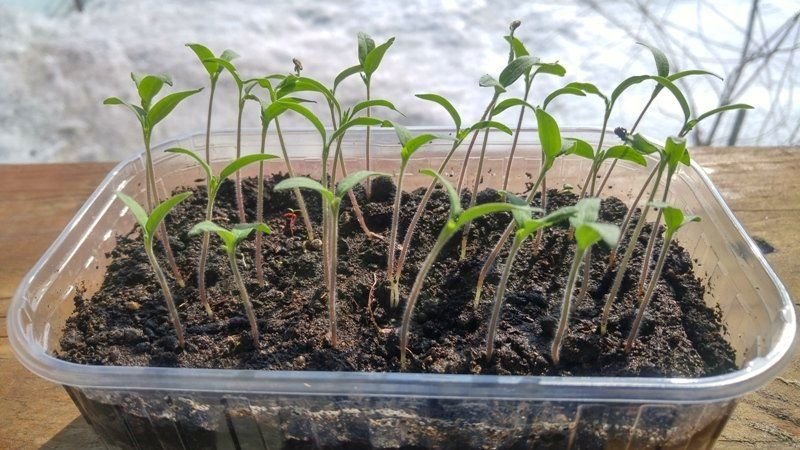Развитие рассады томатов по дням фото