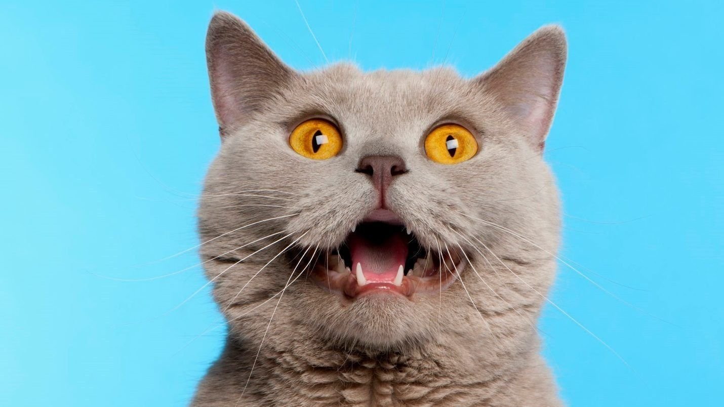 Ис кот. Морда кота. Котик с открытым ртом. Кот раскрыл рот. Кошка с приоткрытым ртом.