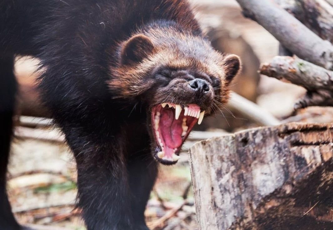 самое опасное хищное животное