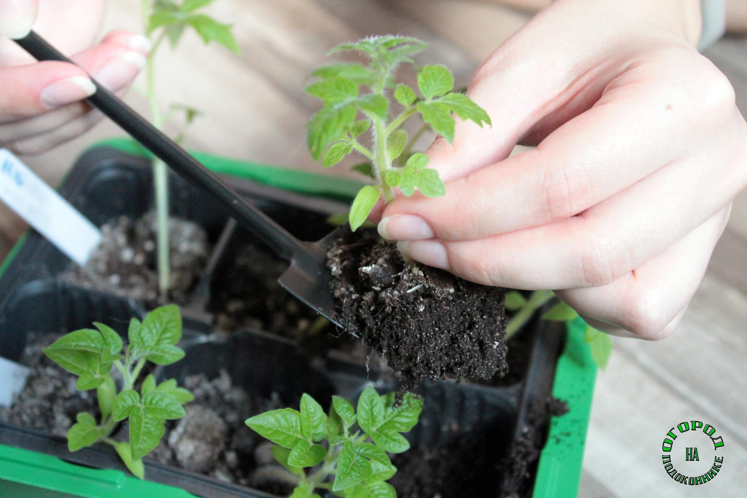 Пикирование рассады томатов. Корнеобразование рассады помидоров. Пикировка рассады рассады томатов. Как правильно пикировать помидоры. Пикирование рассады томатов.