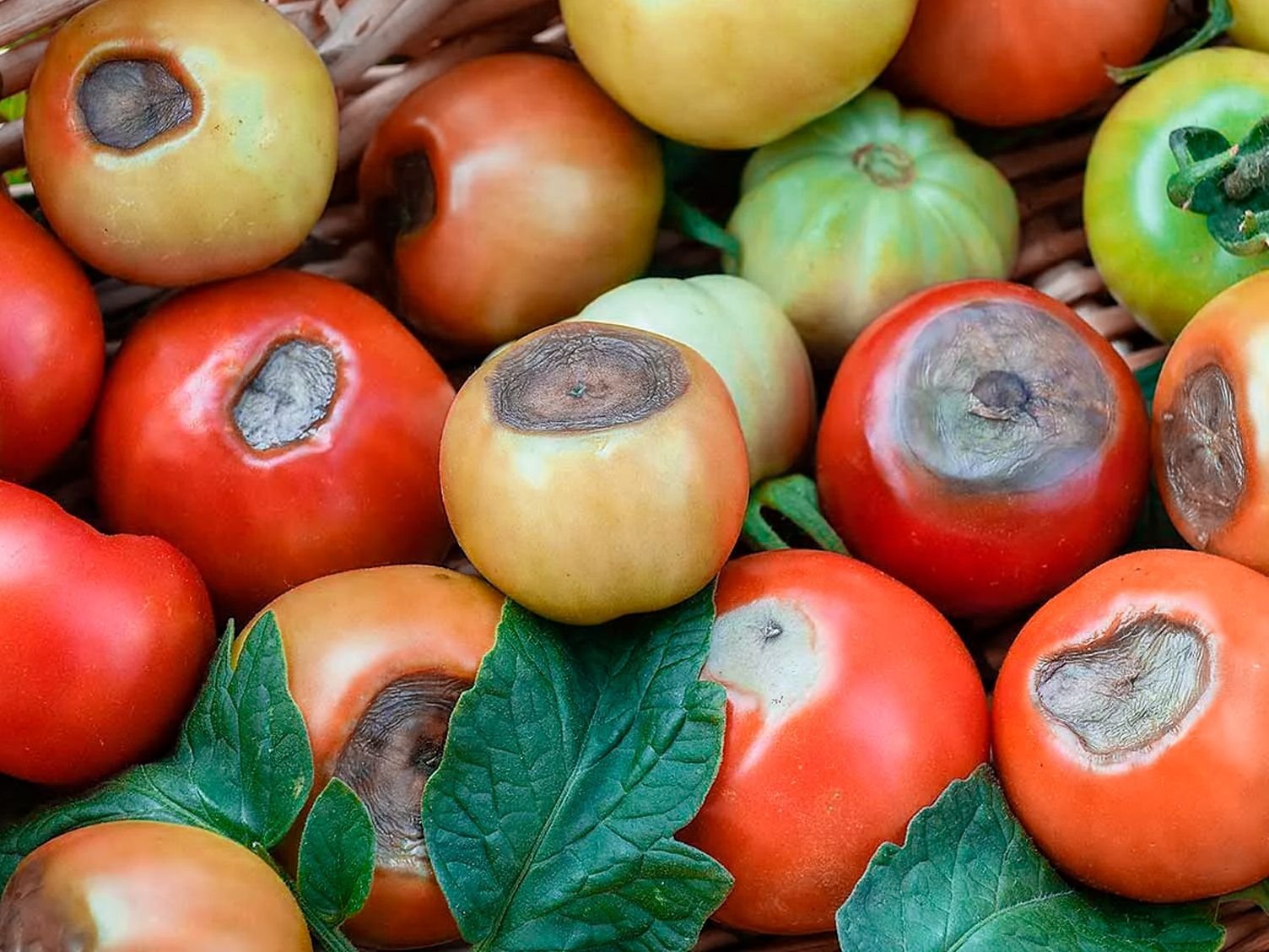 Вершинная гниль на помидорах в теплице что делать и чем обработать