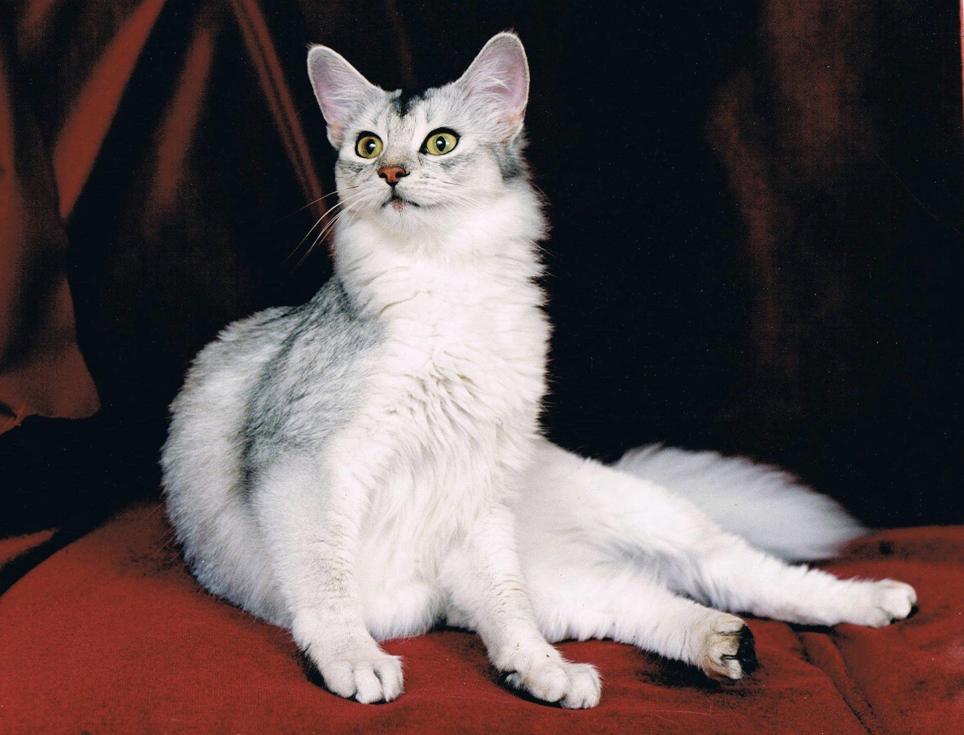 Серебристые породы кошек. Сомалийская кошка. Сомали порода кошек. Сомалийская кошка окрас фавн. Сомалийская кошка голубая.