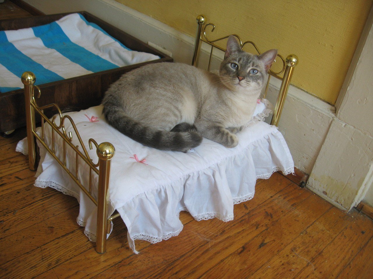 кошка лезет в кровать спать