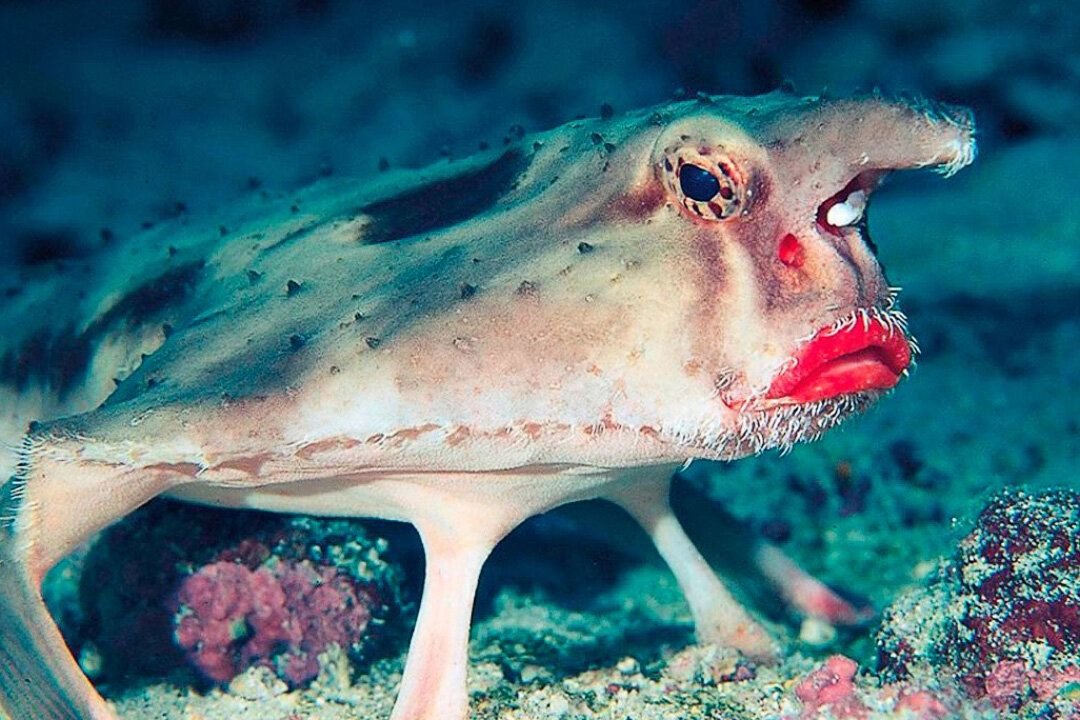 Необычные животные мирового океана. Красногубый нетопырь рыба.