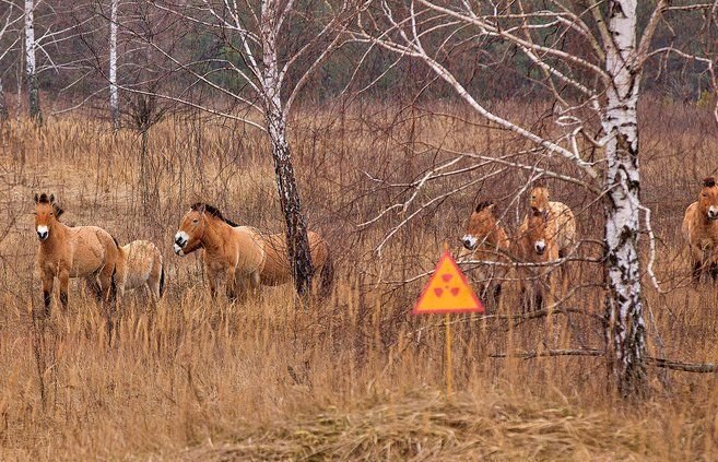 Фото животных из чернобыля зона отчуждения