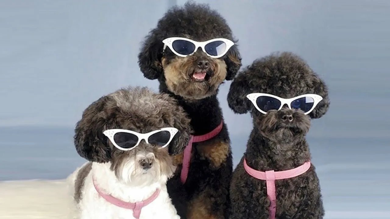 Прикольные приколы для друзей. Крутые животные. Собака в очках. Три смешные собаки. Пес в очках.