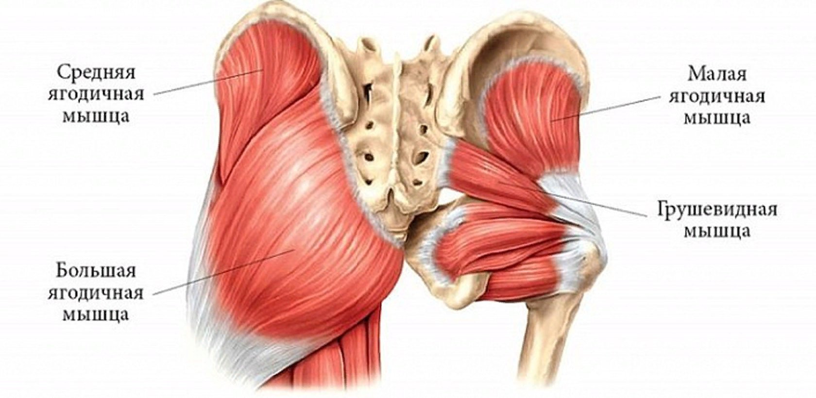 Большая средняя малая. Малая ягодичная мышца анатомия. Мышцы Глютеус Максимус. Грушевидная мышца анатомия. Грушевидная и средняя ягодичные мышцы.