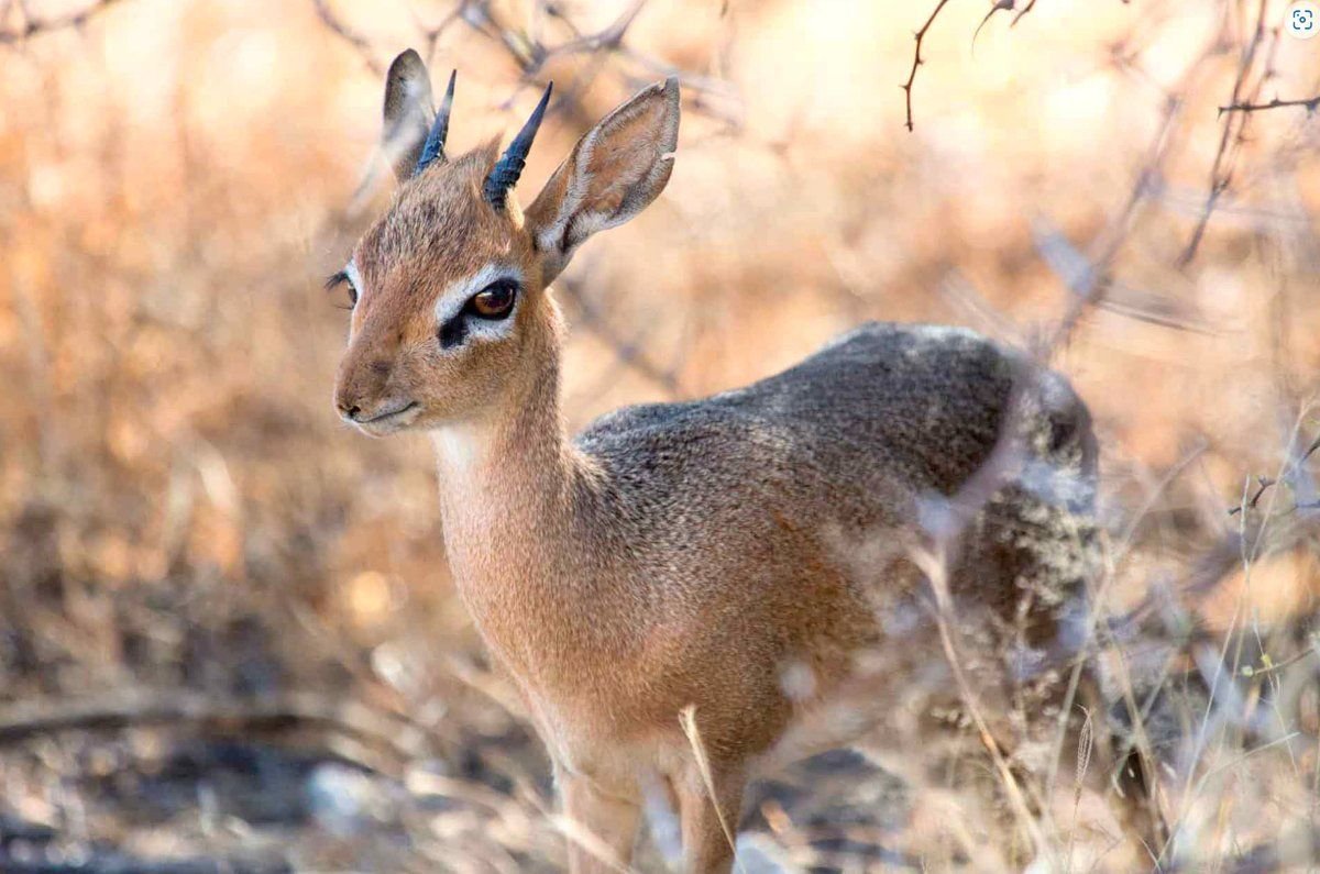 лиса - зверь макошев. обыкновенная лисица (рыжая лисица). обыкновенный дикдик. дика вики. дика вики.