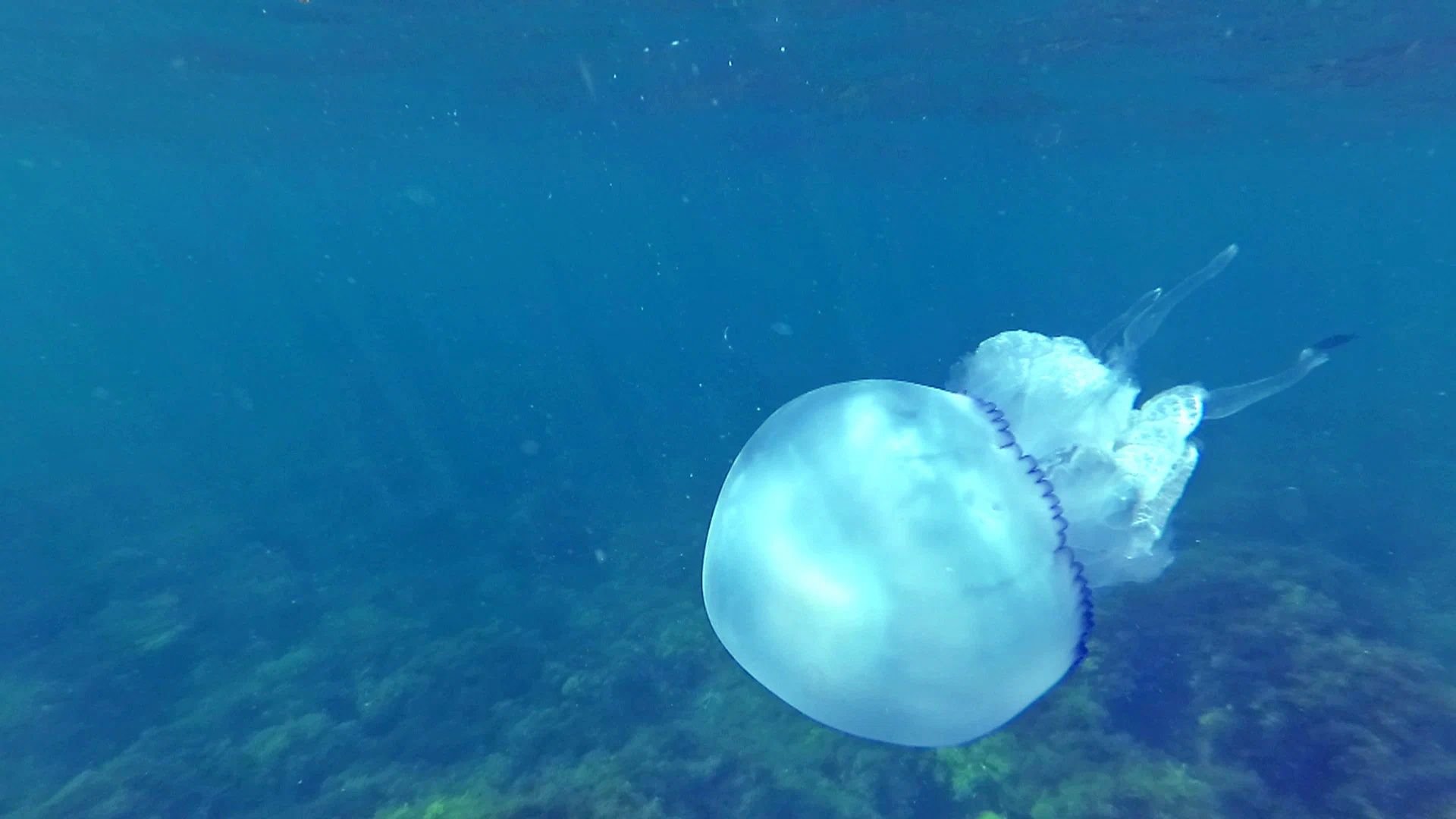 Медузы в Анапе