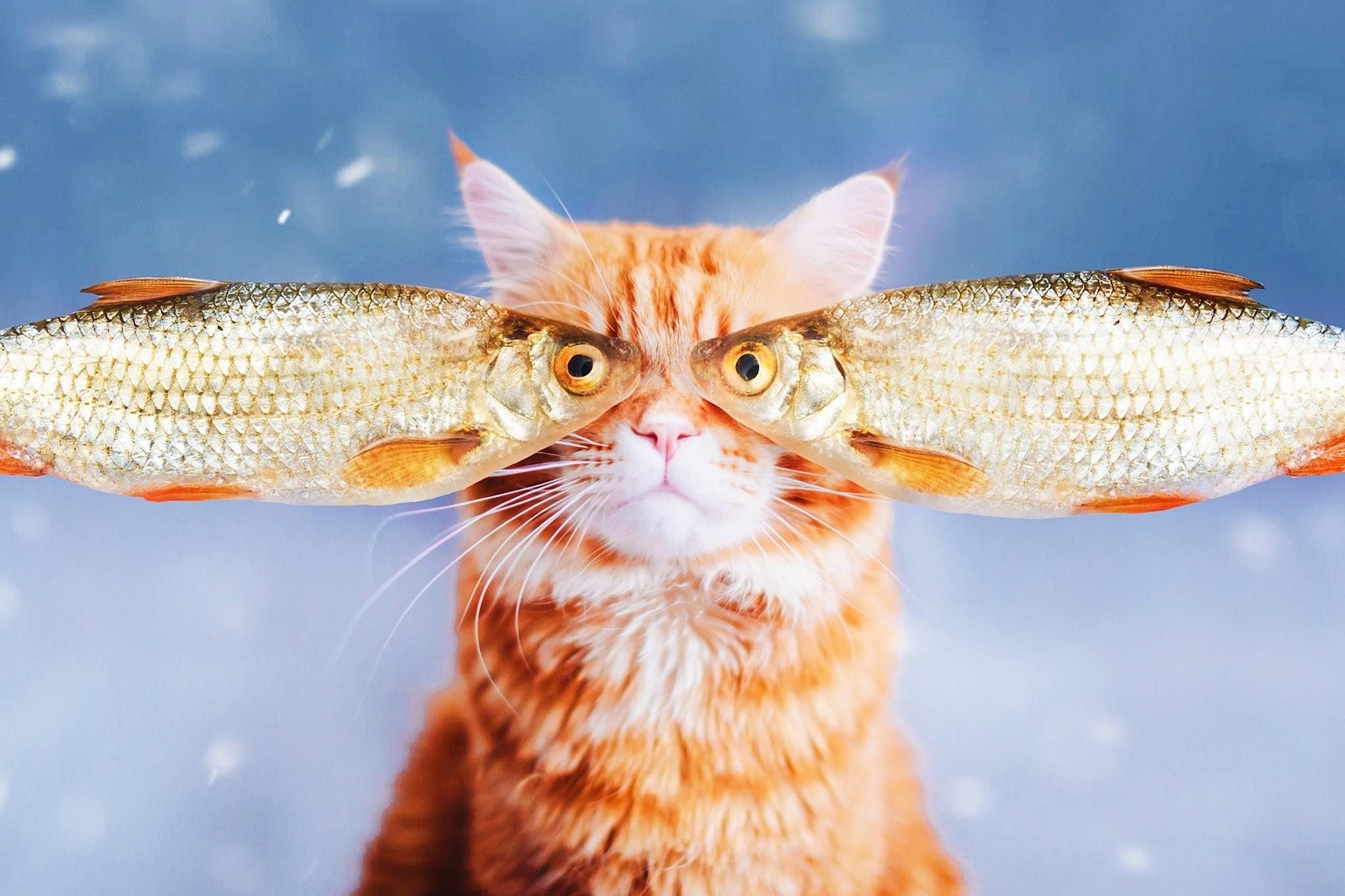 Кошечка рыбка. Кот с рыбой. Рыжий кот с рыбой. Котенок и рыба. Рыжий кот с рыбой в зубах.