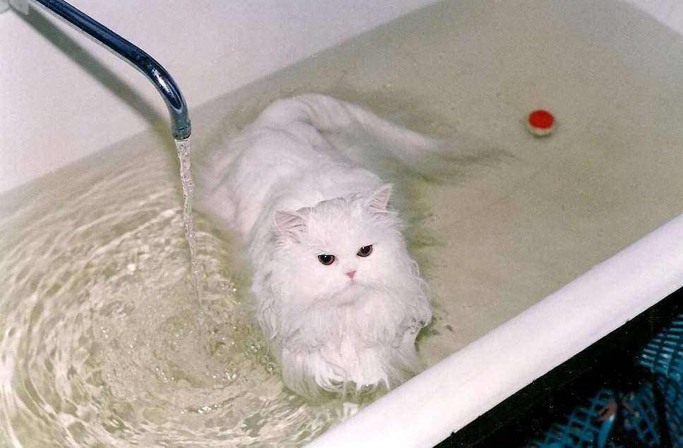 Кота моют в ванне. Котенок купается. Кошка моется. Котик в ванной. Мокрый котик.