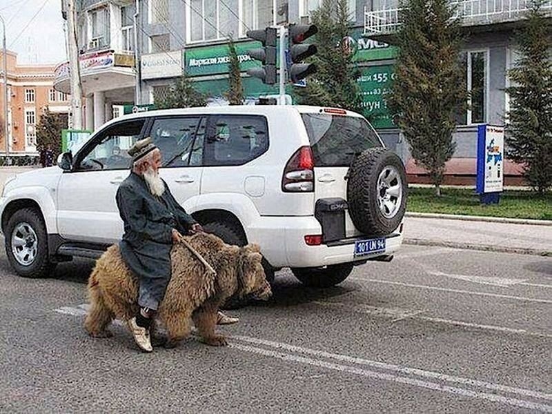 Смешно ру. Медведь на дороге. Смешные моменты на дороге. Смешные медведи на дороге. Meanwhile in Russia Мем.