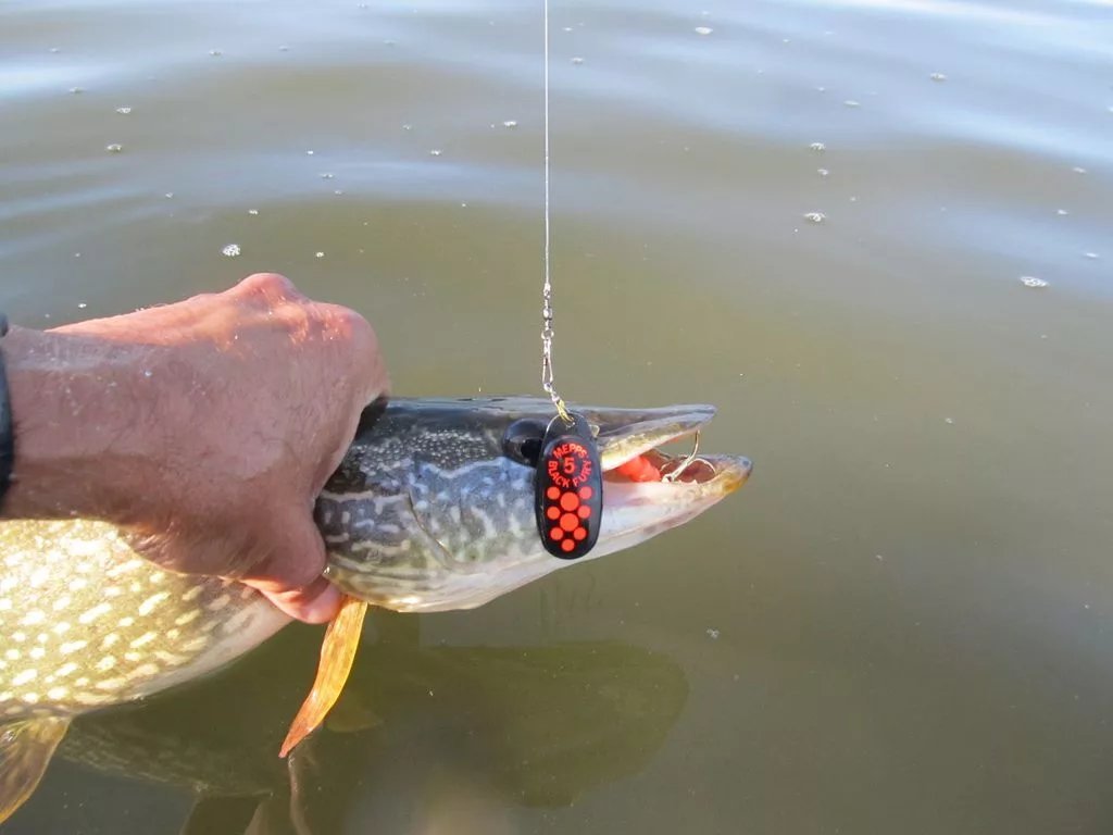 поймал щуку. на что лучше ловить. щука на спиннинг. рыбалка на щуку. ловля щуки.