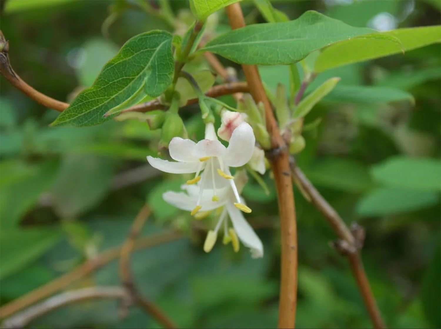 Жимолость душистейшая / Lonicera fragrantissima