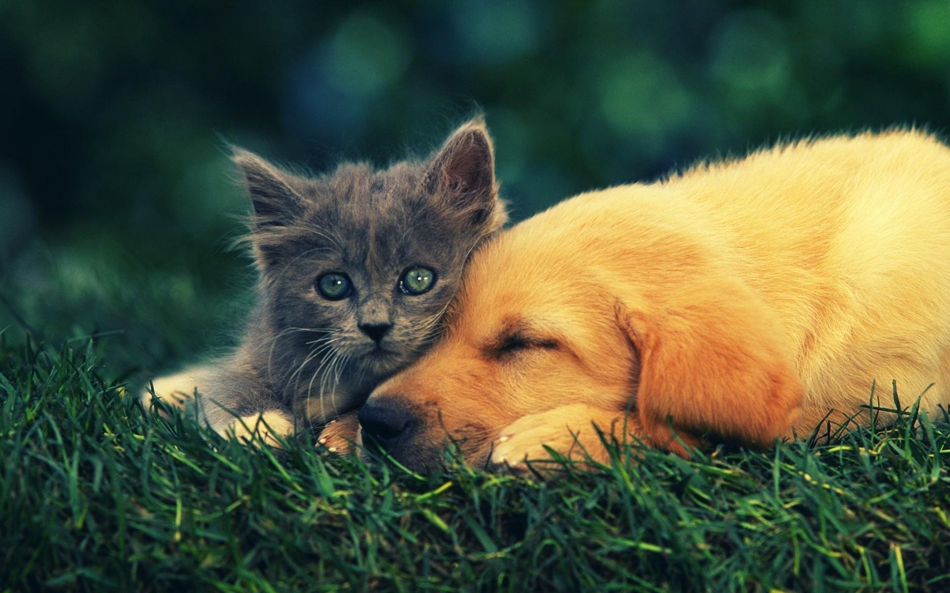 Любящее животное. Кошки и собаки. Кот и щеночек. Собака и кошка на синем фоне. Картинки с кошками и собаками 1080×1920.
