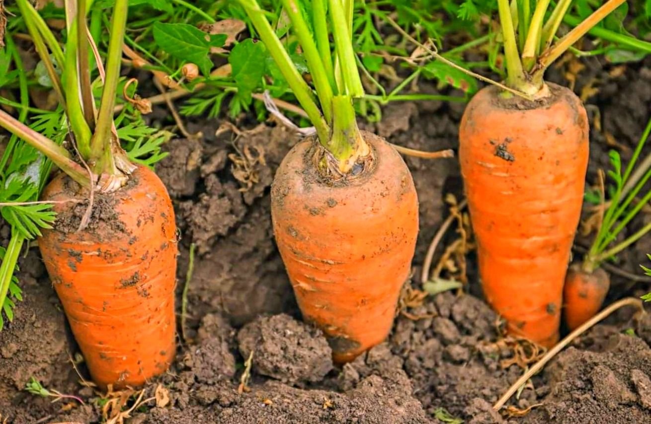 Как растет морковь. Морковь в земле. Морковь растет. Морковь растет в земле. Морковка растет.