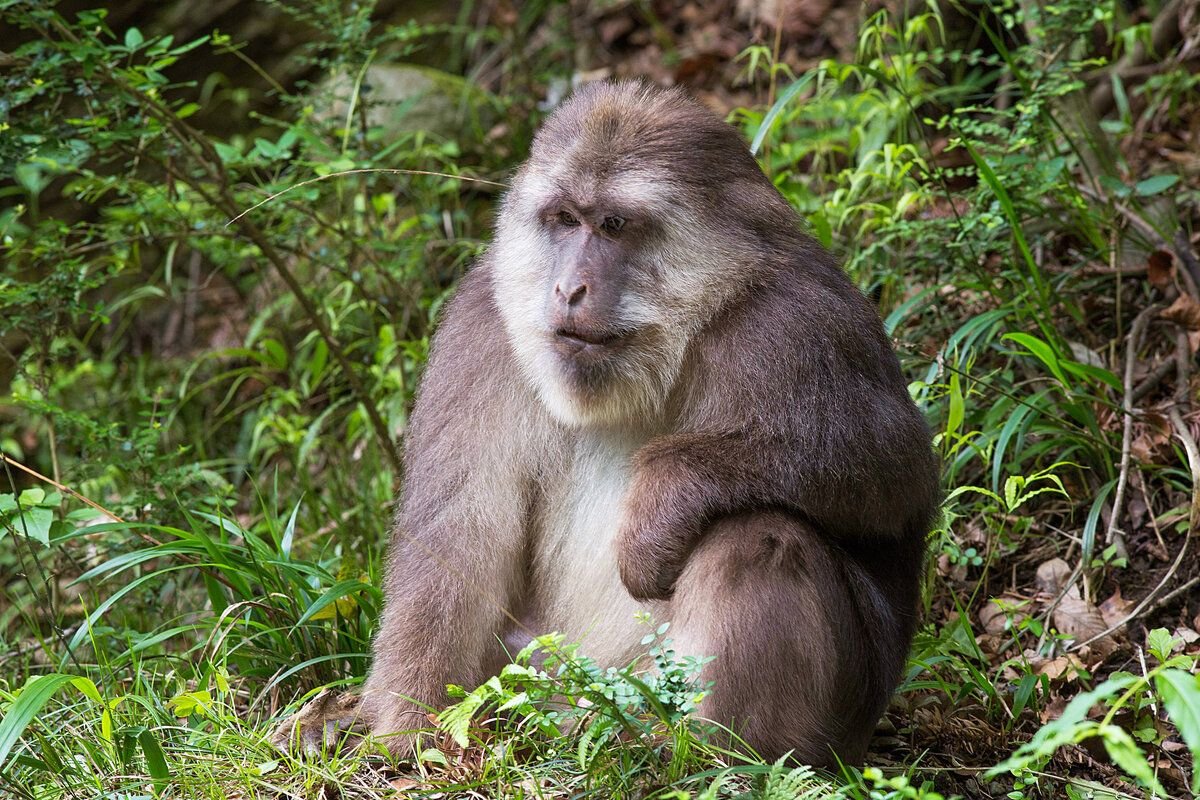 Macaca thibetana