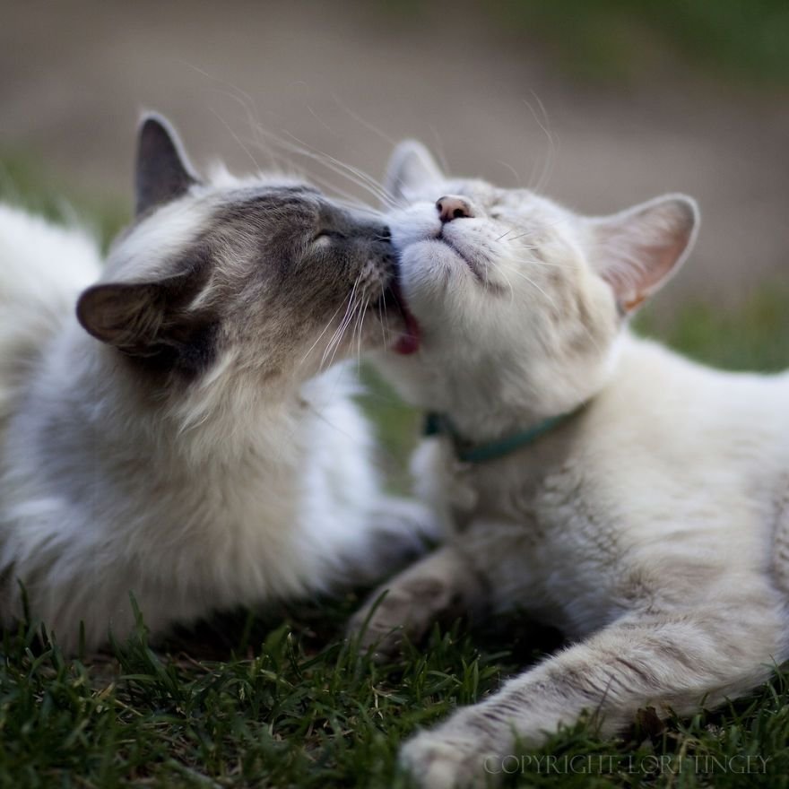 Целую нежно милый. Котики любовь. Нежная кошка. Влюбленные животные. Кошачья любовь.