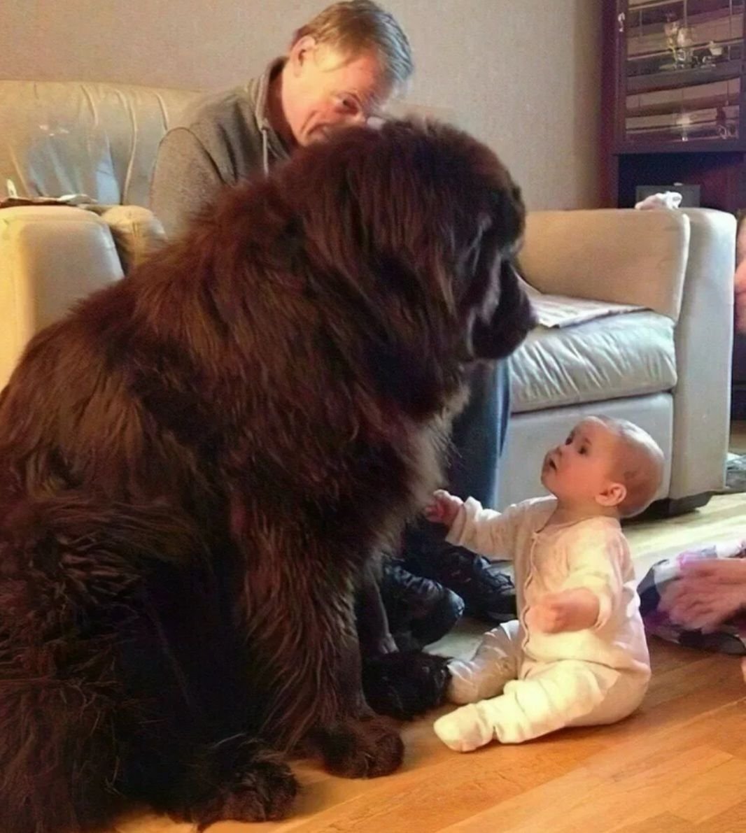 Дети и большие собаки