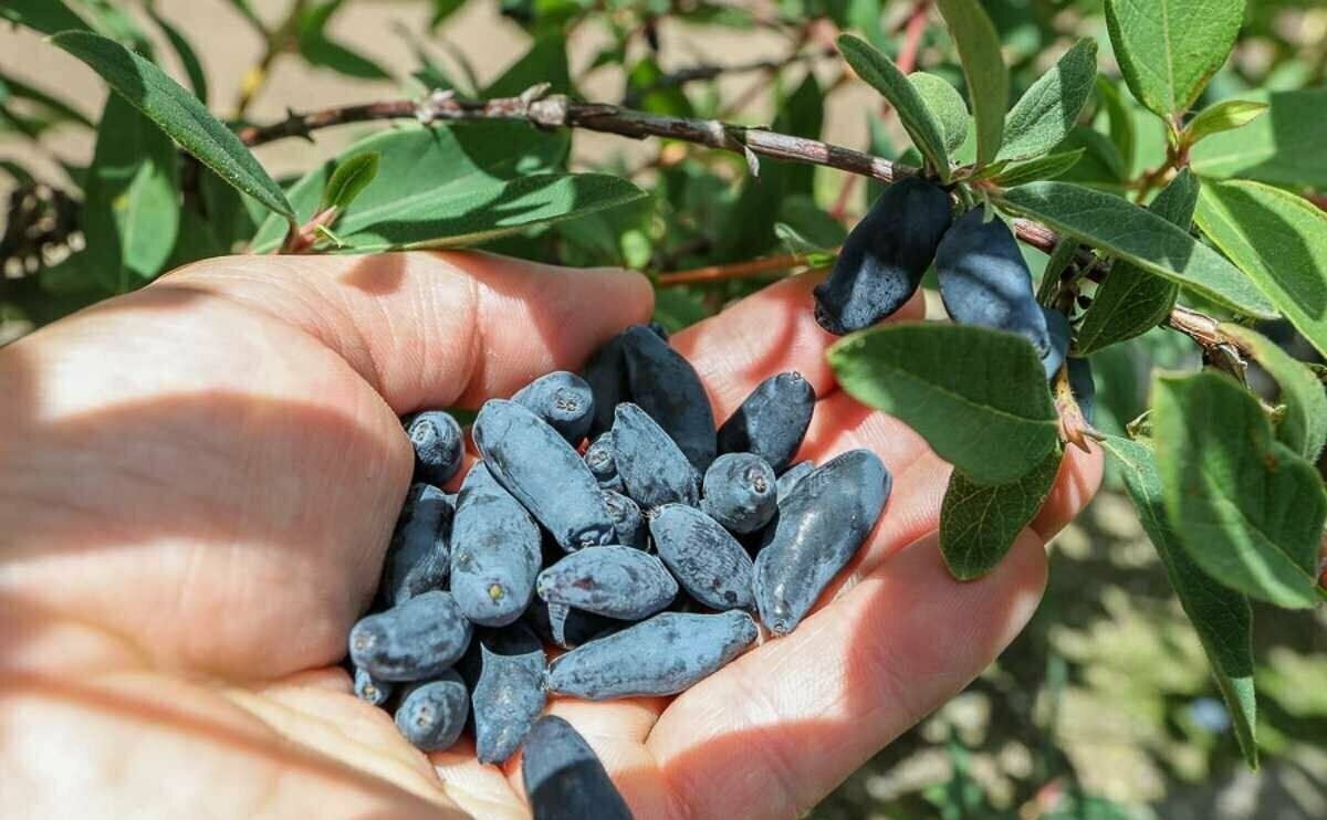 Ягоды жимолости. Жимолость съедобная (Lonicera edulis). Жимолость Дальневосточная. Жимолость съедобная Стрежевчанка. Жимолость красная съедобная.