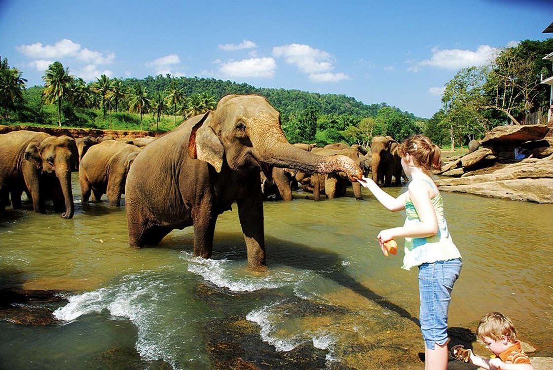 Шри ланка площадь острова. Пиннавела Шри Ланка. Слоновий питомник Шри Ланка Пиннавела. Слоновий питомник на Шри Ланке. Шри Ланка слоны Пинавелла.