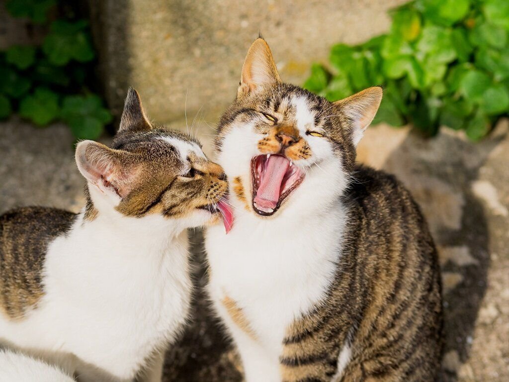 Кошки друзья. Два кота. Кошка облизывается. Парные котики. Коты облизывают друг друга.