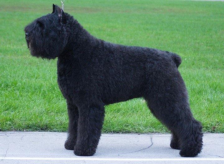 фландрский бувье о породе. бувье де фландр. фландрийский бувье порода. фландрийский бувье порода. фландрийский бувье порода.