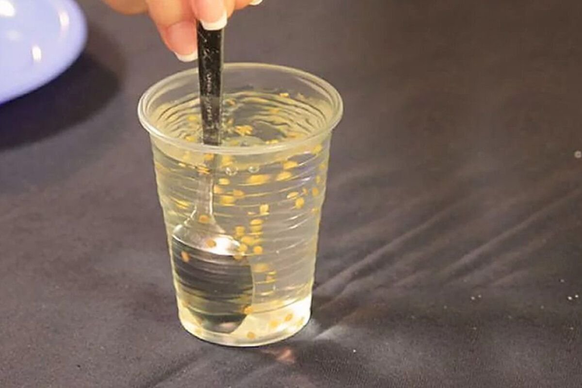 Солевой раствор для семян. Всхожесть семян опыт. Подготовка семян томатов. Прорастание и всхожесть семян. Проверяем семена на всхожесть.