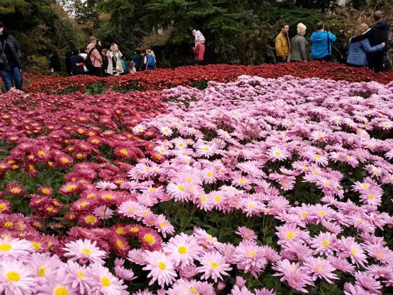 Бал хризантем Ялта Ботанический сад