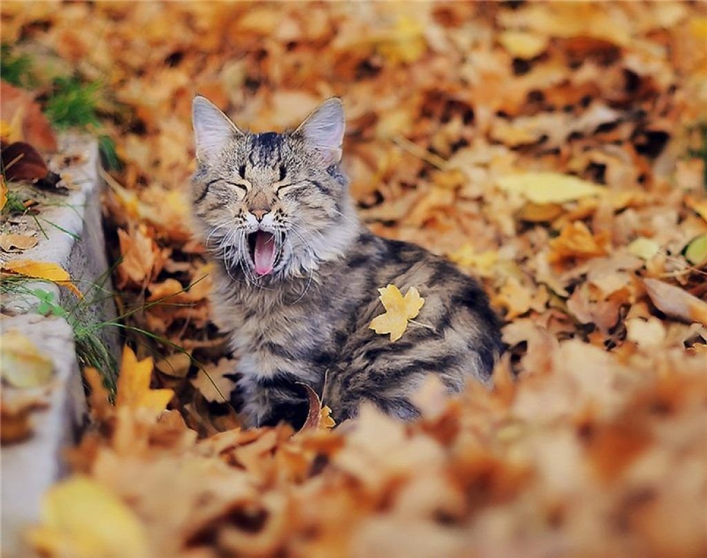 Кошка осень