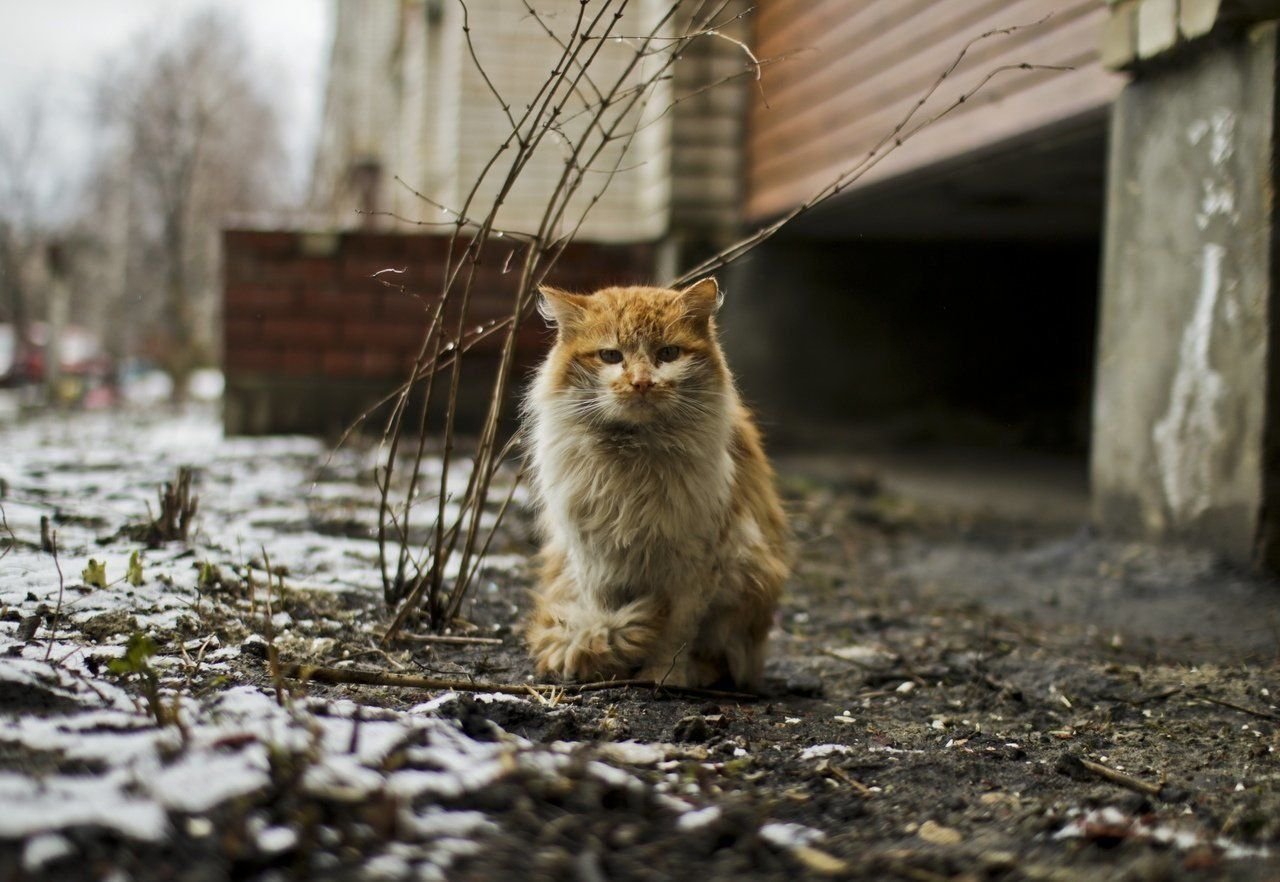 Брошенный котенок картинка