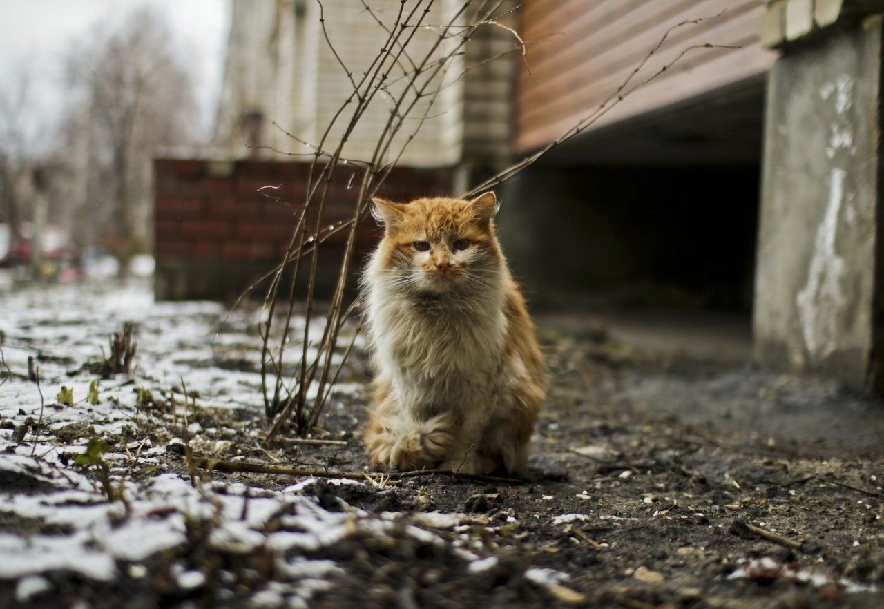 Фото кошки на улице