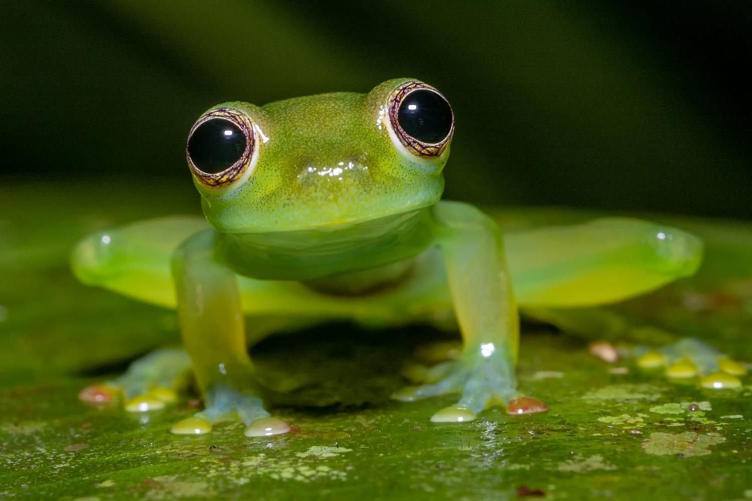 Frog. Стеклянная лягушка Флайшмана. Макайская лягушка. Венесуэльская стеклянная лягушка. Прозрачная жаба.