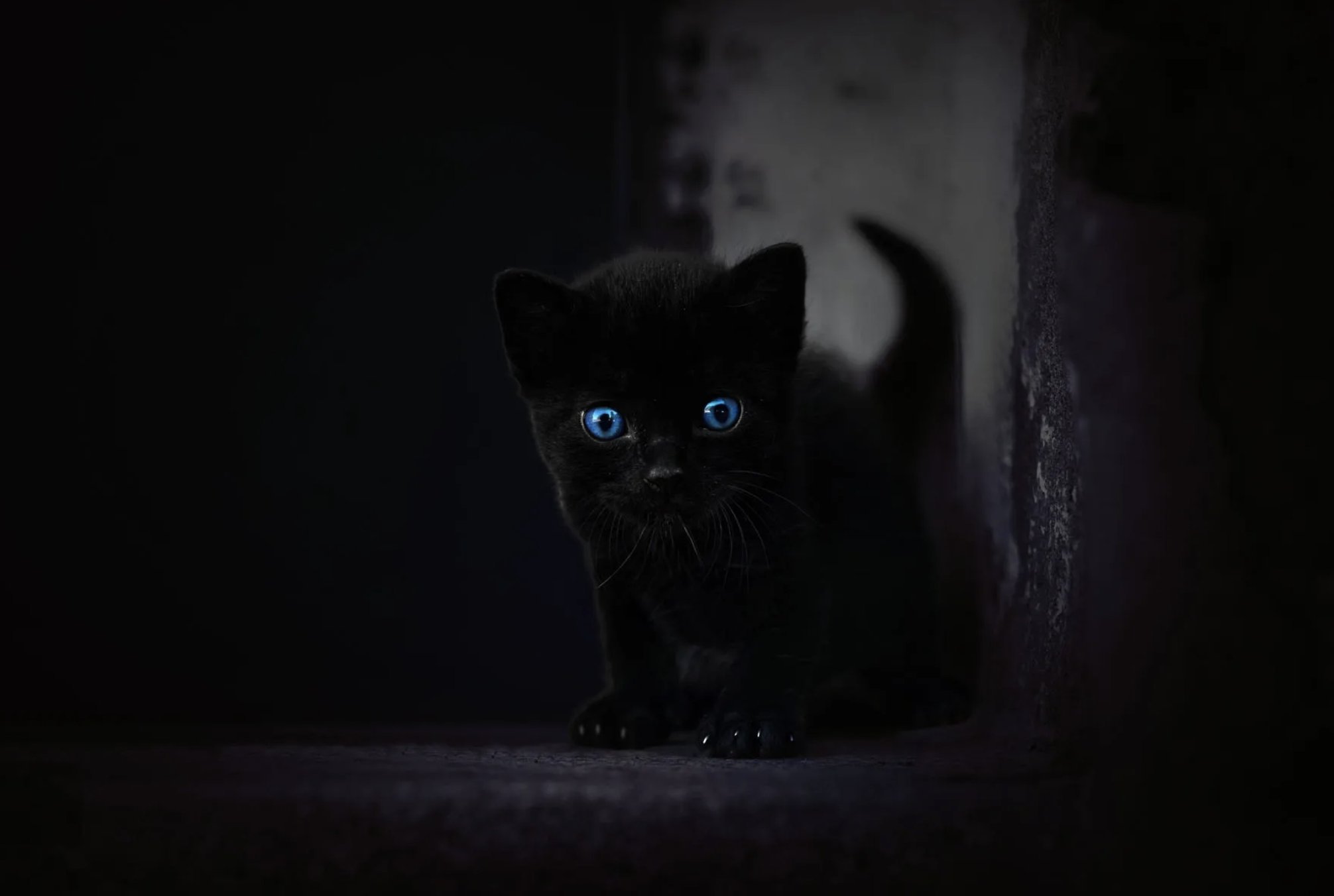 Темно жалкий. Кот в темноте. Кошка в темноте. Чёрный кот. Черный котенок.